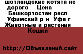 шотландские котята не дорого. › Цена ­ 1 000 - Башкортостан респ., Уфимский р-н, Уфа г. Животные и растения » Кошки   
